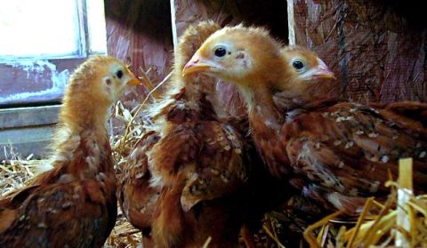 baby chickens